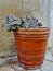 Purple Grey Succulent Shrub in Terracotta Pot