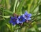 Purple Gromwell