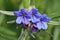 Purple Gromwell