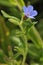 Purple Gromwell