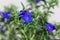 Purple gromwell, Lithodora diffusa, flowers