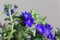 Purple gromwell, Lithodora diffusa, flowers