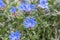 Purple gromwell Lithodora diffusa Heavenly Blue, blue flowers