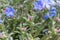 Purple gromwell, Lithodora diffusa Heavenly Blue, budding flowers