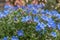 Purple gromwell Lithodora diffusa Heavenly Blue, flowering plant