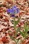 Purple gromwell plant