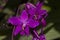 Purple ground orchids