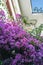 Purple group of flowers dicotyledoneae