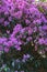 Purple group of flowers dicotyledoneae
