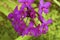 Purple Guaria  840082