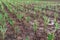 Purple guinea grass for raising cows