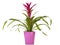 Purple Guzmania Bromeliad  in pink flower pot isolated on white