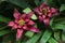 Purple Guzmania lingulata, visible drops of water, top view