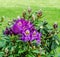 Purple Haaga Rhododendron flower