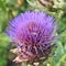 the purple haired flower head of a Cardoon plant