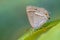 Purple hairstreak butterfly