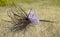 Purple handmade witch`s broom lying on grass.