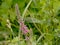 Purple hardhack flower raceme - Spiraea tomentosa