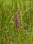 Purple hardhack flower raceme - Spiraea tomentosa