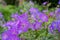 Purple hardy cranesbill wild geranium by name of Geranium x Magnificum, photographed in an English garden in Oxfordshire UK.