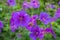 Purple hardy cranesbill wild geranium by name of Geranium x Magnificum, photographed in an English garden in Oxfordshire UK.