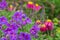 Purple hardy cranesbill wild geranium by name of Geranium x Magnificum, photographed in a mixed herbaceous border.