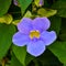 Purple Hawaiian Hanging Flower