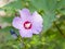 Purple Hawaiian hibiscus bloomed in the garden. Ornamental plant for the garden. Medicinal tea from Hibiscus.r