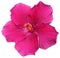 purple hawaiian rose or shoe flower or hibiscus or chinese rose or hibiscus rosa sinensis.