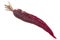 Purple Haze carrot Daucus carota taproot w/ tapered tip,  isolated