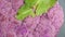 Purple head of cauliflower cabbage closeup