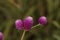 Purple headed Gomphrena flower