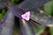 Purple heart or Tradescantia pallida evergreen perennial plant with elongated pointed dark purple leaves and single light pink