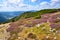 Purple heath blooming in the high mountains