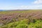 Purple heather and bracken on Hathersage Moor in Derbyshire