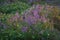 Purple heather carpet lit by evening sun