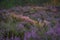 Purple heather carpet lit by evening sun