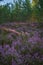 Purple heather carpet lit by evening sun