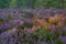 Purple heather carpet lit by evening sun