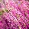 Purple heather flowers, square macro photo