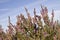 Purple heather on heathland