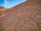 Purple heather on hills on Muckle Roe in Shetland on a sunny day in August