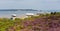 Purple heather with view to Brownsea Island Poole Harbour Dorset England UK