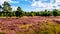 Purple Heathers along the mini desert of Beekhuizerzand