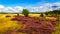 Purple Heathers along the mini desert of Beekhuizerzand