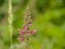 Purple hedge woundwort flowers - Stachys sylvatica
