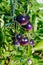 Purple heirloom tomatoes on the vine