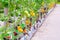 Purple heirloom tomatoes on the vine in a garden