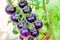 purple heirloom tomatoes on the vine in a garden