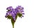 purple heliotrope